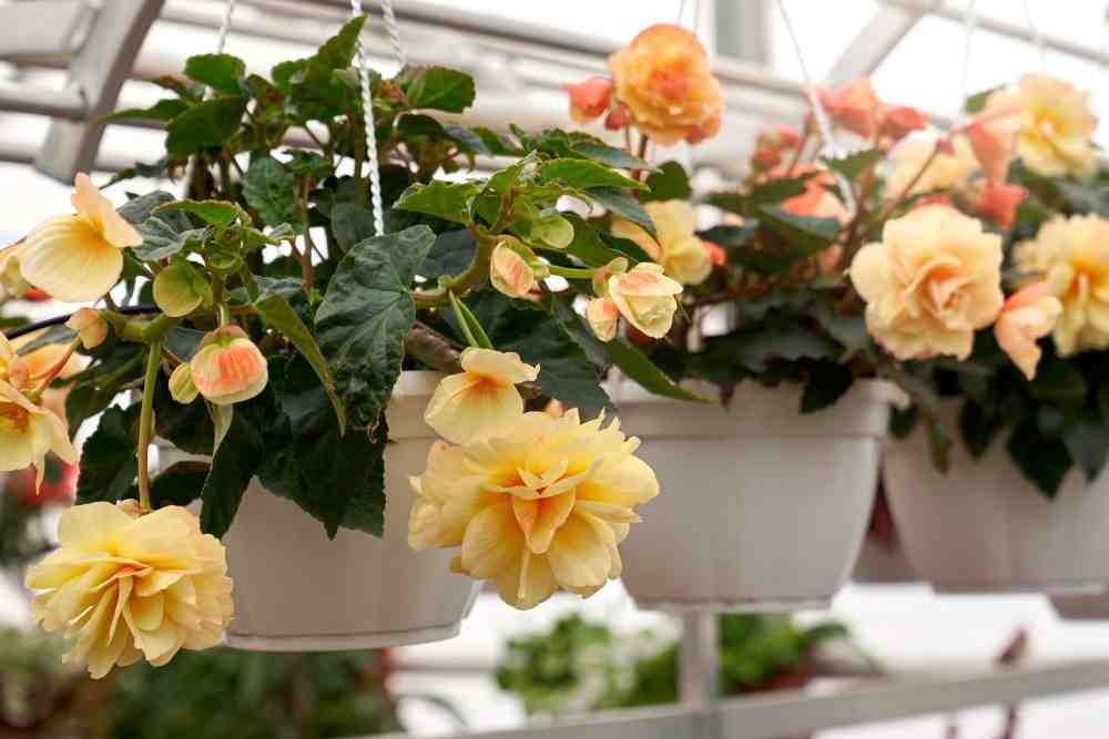 Hanging Basket Flowers: Transform Your Space with Vibrant Blooms