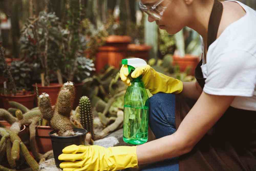 Home Remedies for Fleas: Natural Solutions for a Pest-Free Home