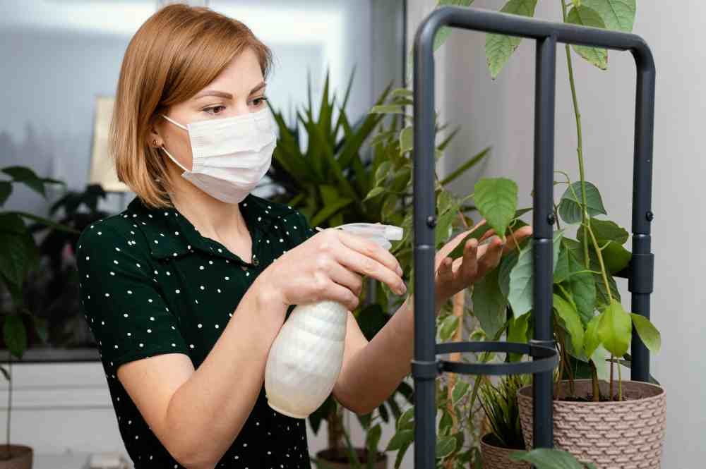 Home Remedies for Fleas: Natural Solutions for a Pest-Free Home